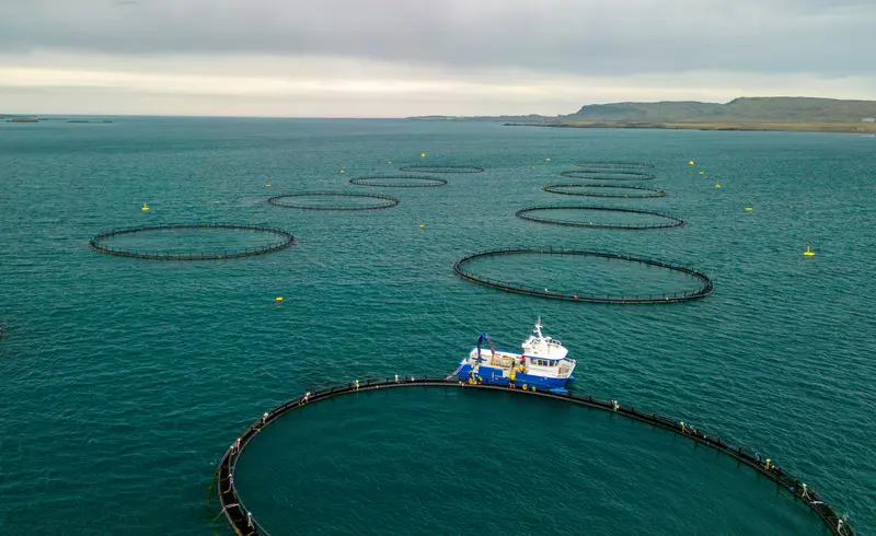 Aquaculture pens off the New Zealand coast