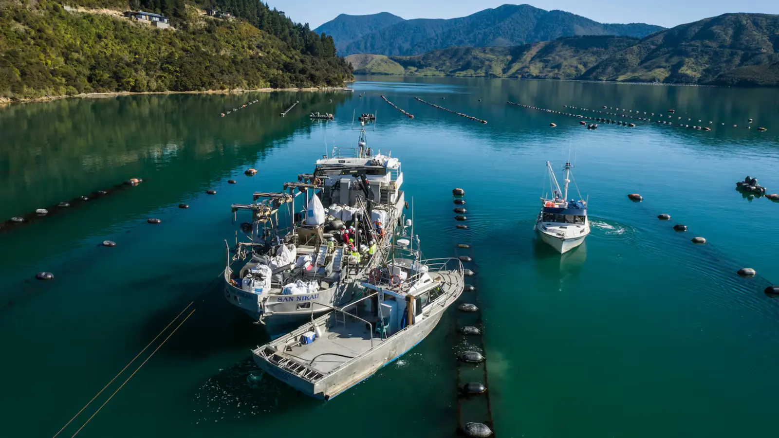 Sanford mussel farm in the Marlborough Sounds, New Zealand aquaculture